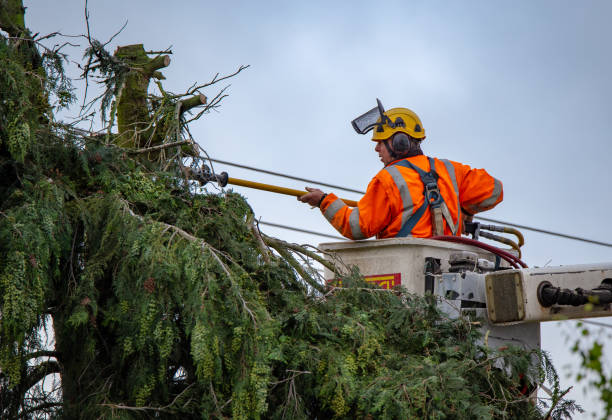 Best Commercial Tree Services  in Gustine, CA