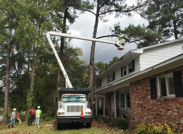 How Our Tree Care Process Works  in  Gustine, CA