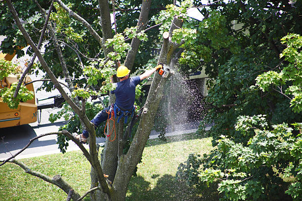 Best Utility Line Clearance  in Gustine, CA