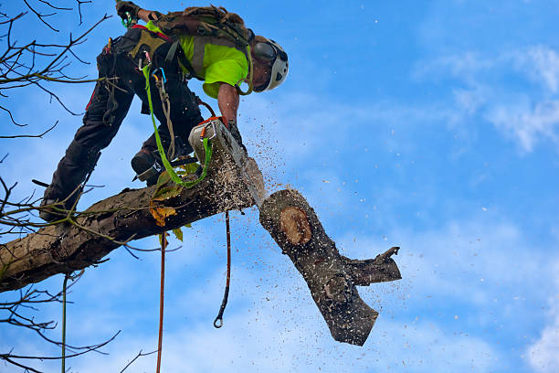 Professional Tree Services in Gustine, CA